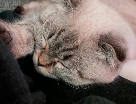Scottish Fold Kızım Eş Arıyor - 118965983