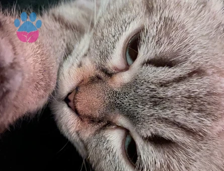 Scottish Fold Kızım Eş Arıyor