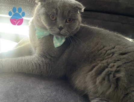 Scottish Fold 1.5 Yaşında Oğluma Eş Arıyorum