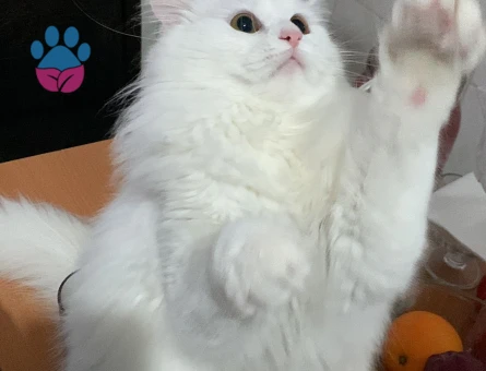 British Longhair Kedim Eş Arıyor 1 Yaşında