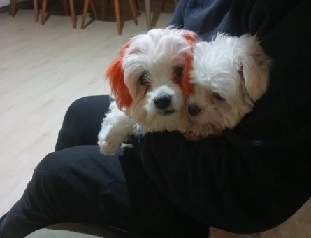 Erkek maltese Terrier safkan Eş Arıyorum - 118966012