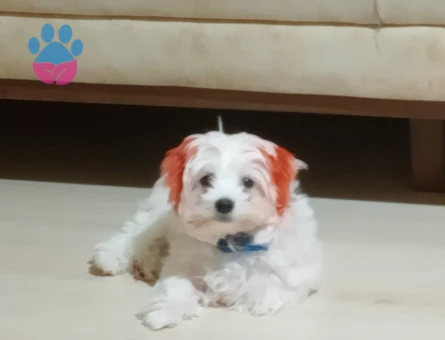 Erkek maltese Terrier safkan Eş Arıyorum
