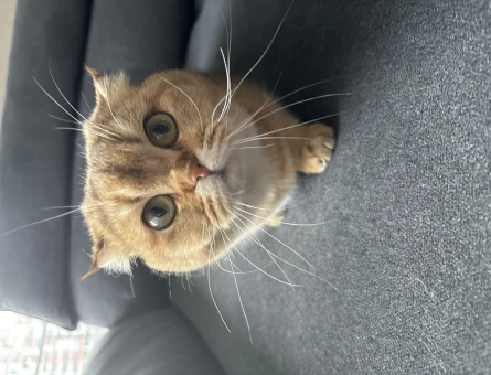 Scottish Fold 1 Yaşında Kızgınlıkta - 118966015