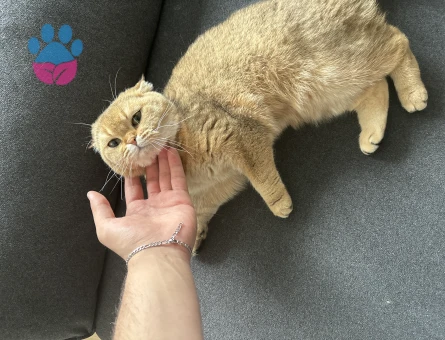 Scottish Fold 1 Yaşında Kızgınlıkta