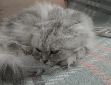 British Shorthair 2 Yaşında Eş Arıyor - 118966023