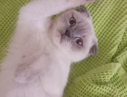 Scottish Fold 2 Yaşında Eş Arıyor - 118966029