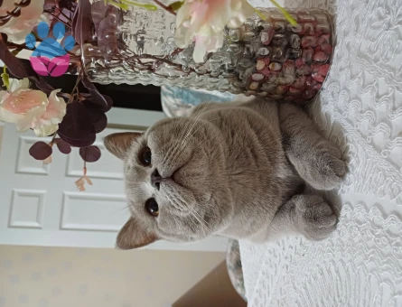 British Shorthair Kızgınlıkta 1 Yaşında