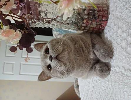 British Shorthair Kızgınlıkta 1 Yaşında - 118966032