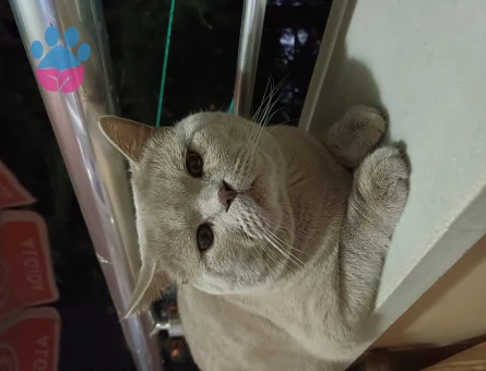 British Shorthair Kızgınlıkta 1 Yaşında