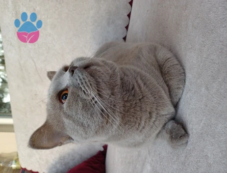 British Shorthair Kızgınlıkta 1 Yaşında