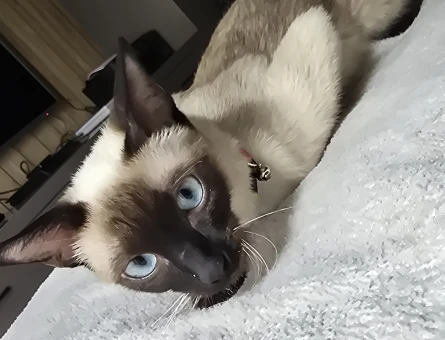 Siyam dişi kedi - 118976308