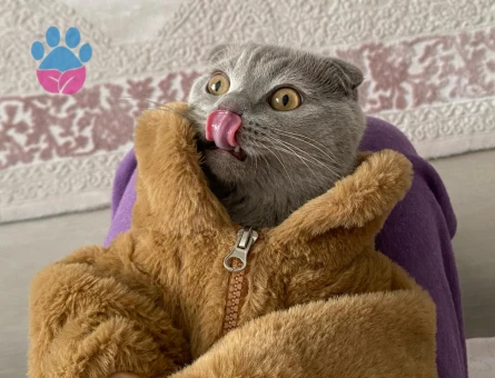 Oğluma kız arıyorum