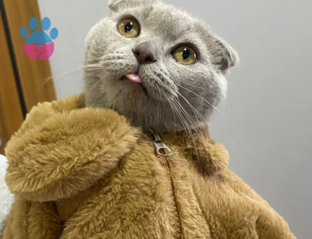 Oğluma kız arıyorum