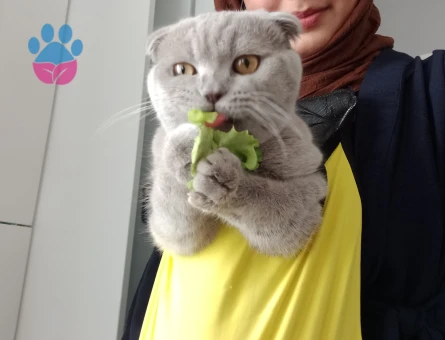 Oğluma kız arıyorum