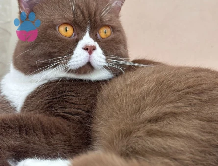 Oğluma kendi cinsinden beyaz/gold eş arıyorum