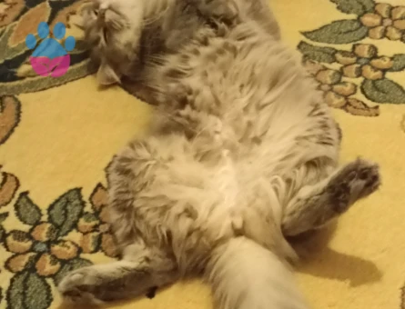 Erkek kedi arıyorum