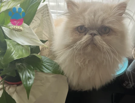 erkek kedi arıyoruzz