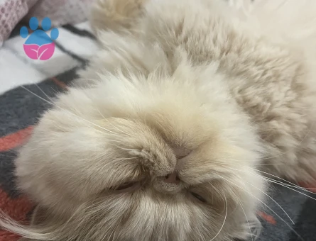 erkek kedi arıyoruzz