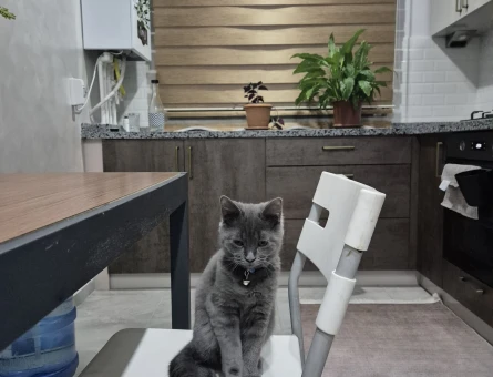 Oğlum rafa ya eş arıyorum - 118976322
