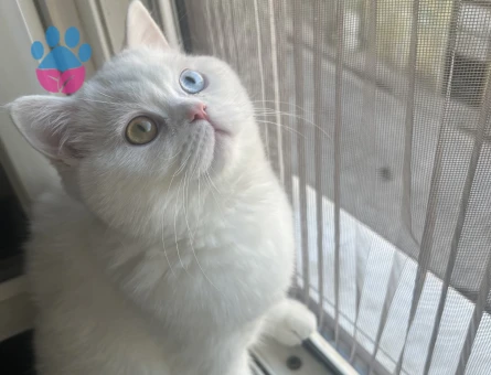 Güzel oğluma eş arıyorum