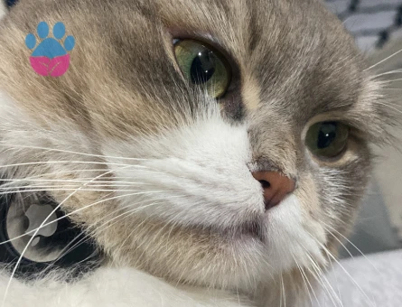 Scottish Straight 1 Yaşında Eş Arıyor