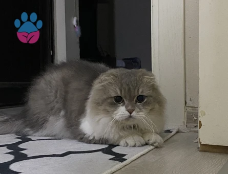 Scottish Straight 1 Yaşında Eş Arıyor