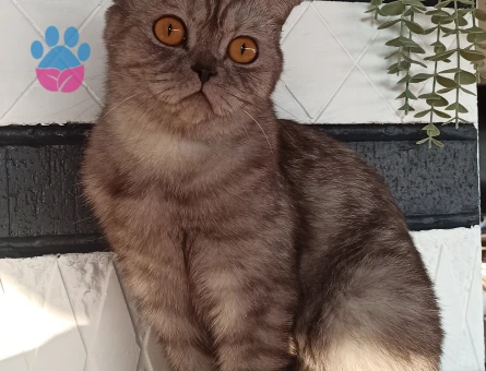 Scottish Dişi Kedimize Eş Arıyoruz