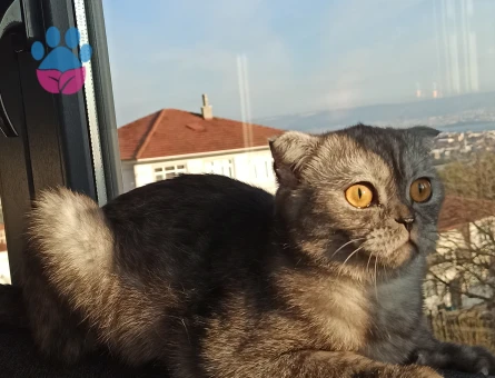 Scottish Dişi Kedimize Eş Arıyoruz