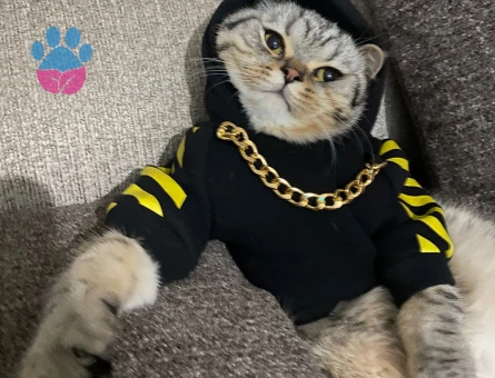 British Shorthair Oğlumuza gelin arıyoruz