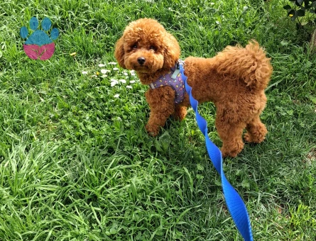 Poodle Erkek Köpeğime Eş Arıyorum