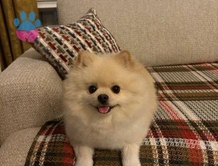 Oğlumuz milkiye kız arıyoruz