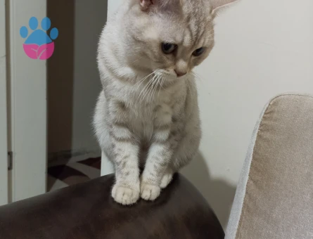 British Shorthair 11 Aylık Eş Arıyor