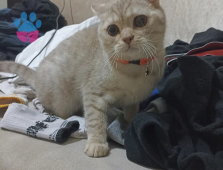 British Shorthair 11 Aylık Eş Arıyor