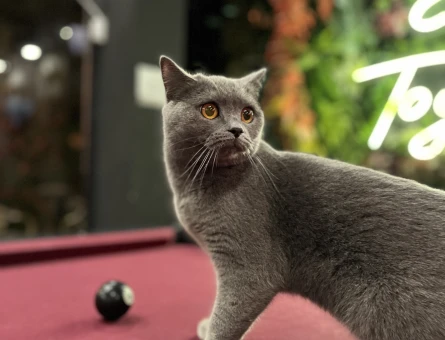 British Shorthair 1 Yaşında Eş Arıyor - 118968501