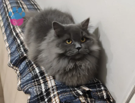 British longhair oğlumuza Dişi arıyoruz