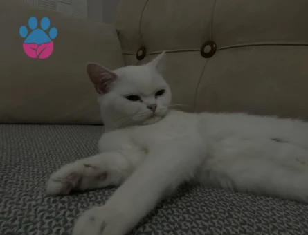 Sütlaç için eş arıyorum