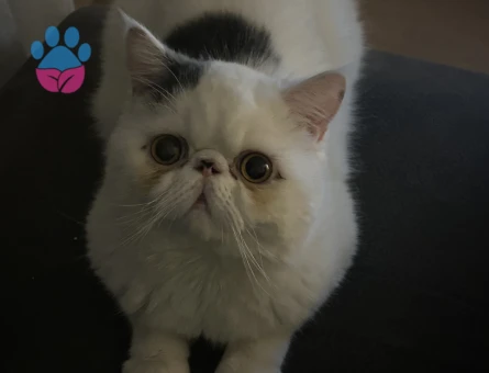 Oğlumuz Fiko’ya eş arıyoruz🥰