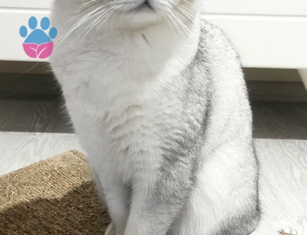 Oğlumuza Dişi Eş Arıyoruz