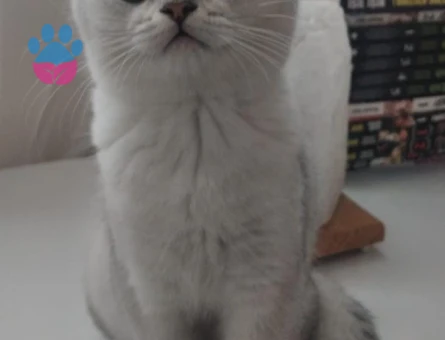 Oğlumuza Dişi Eş Arıyoruz