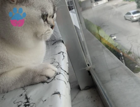 Oğlumuza Dişi Eş Arıyoruz