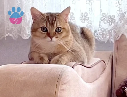 british shorthair golden cinsi oğluma eş kendime gelin arıyorum:))
