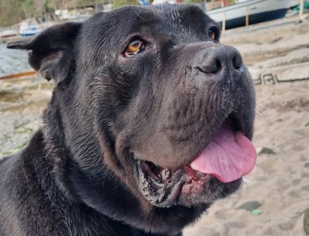 Cane Corso Erkek - 118977041