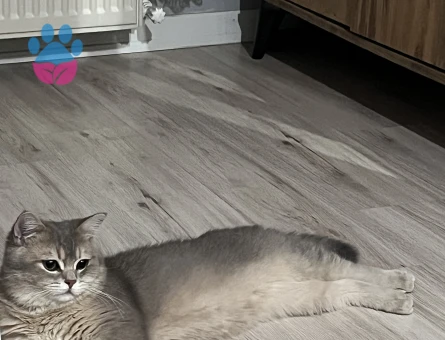 british black gold 12 aylık