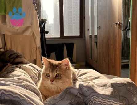 british black gold 12 aylık