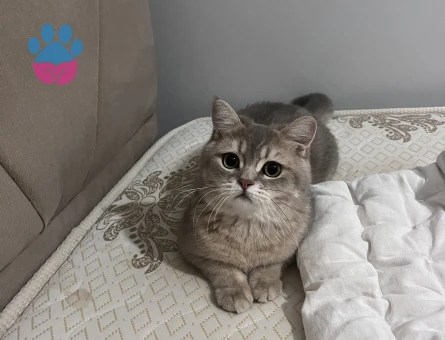 british black gold 12 aylık