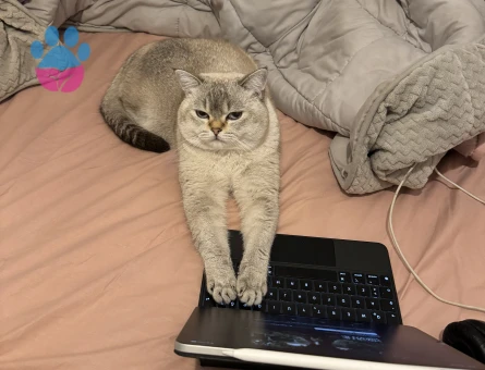 Oğluşumuza eş arıyoruz