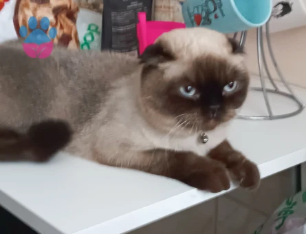 Dişimize erkek arıyoruz