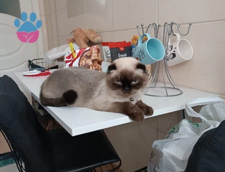 Dişimize erkek arıyoruz