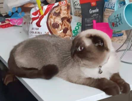 Dişimize erkek arıyoruz