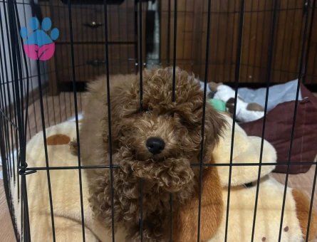 Kızıma eş ariyorum